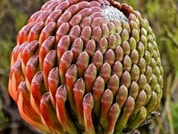 Leucospermum cordifolium budding halfway 