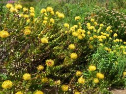 Leucospermum