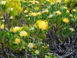 Leucospermum cuneiforme