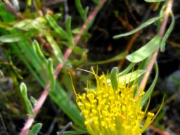 Leucospermum gracile
