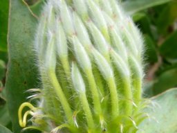 Leucospermum grandiflorum bud narrow and young
