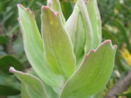 Leucospermum grandiflorum stem-tip leaves