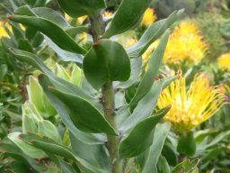 Leucospermum grandiflorum stem-leaves