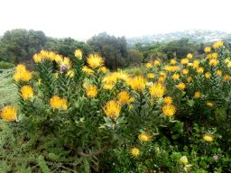 Leucospermum grandiflorum