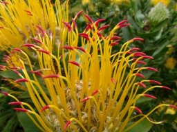Leucospermum grandiflorum erect styles