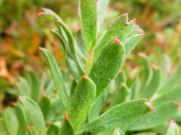Leucospermum heterophyllum leaves
