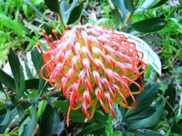 Leucospermum hybrid