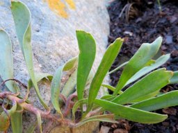 Leucospermum hypophyllocarpodendron subsp. hypophyllocarpodendron