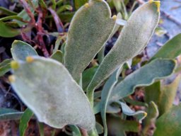 Leucospermum hypophyllocarpodendron subsp. hypophyllocarpodendron leaves