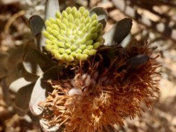 Leucospermum rodolentum leaves