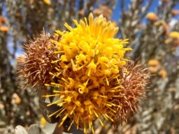 Leucospermum rodolentum, a busy stem tip