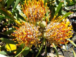 Leucospermum muirii