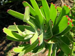 Leucospermum muirii leaves