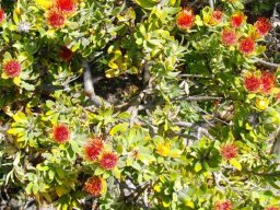 Leucospermum oleifolium