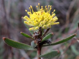 Leucospermum prostratum young flowerhead