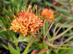 Leucospermum prostratum old flowerhead