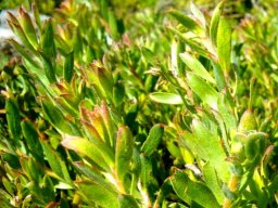 Leucospermum prostratum leaves