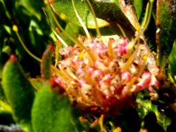 Leucospermum prostratum