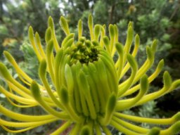 Leucospermum reflexum var. luteum flowerhead early