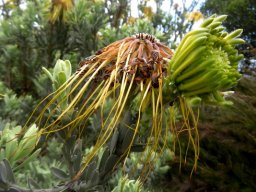 Leucospermum reflexum var. luteum two flowerheads