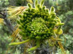 Leucospermum reflexum var. luteum flowerhead beginning