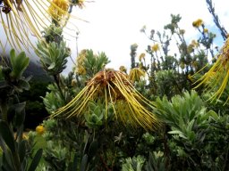 Leucospermum reflexum var. luteum flowerhead old