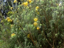 Leucospermum reflexum var. luteum