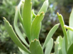 Leucospermum reflexum var. luteum leaves