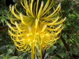 Leucospermum reflexum var. luteum flowerhead in its prime