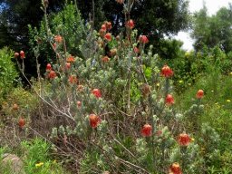 Leucospermum reflexum var. reflexum 