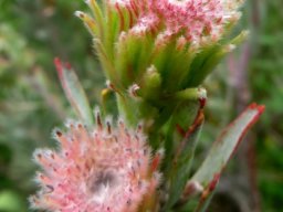 Leucospermum reflexum var. reflexum flowerhead bracts only