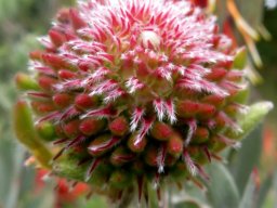Leucospermum reflexum var. reflexum flowerhead earlier