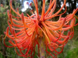Leucospermum reflexum var. reflexum mischievous flowers