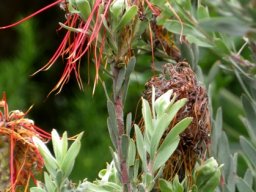 Leucospermum reflexum var. reflexum flowerheads latest