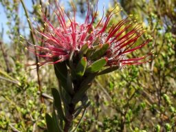 Leucospermum royenifolium flowerhead