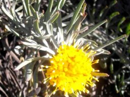 Leucospermum tomentosum flowerhead