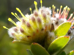 Leucospermum truncatulum woolly matchsticks?
