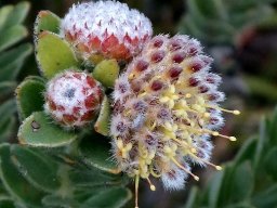 Leucospermum truncatulum hair variety