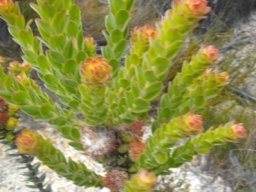 Leucospermum truncatulum new growth