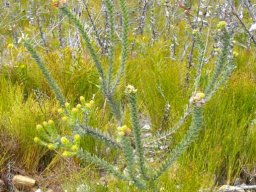 Leucospermum truncatulum sparsely branched