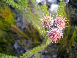 Leucospermum truncatulum, branches flowering