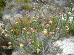 Leucospermum truncatulum