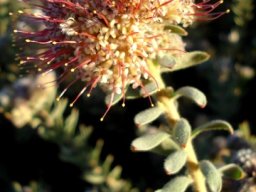 Leucospermum wittebergense
