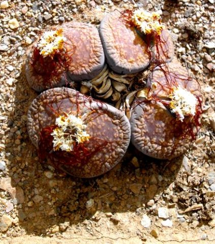 Lithops aucampiae subsp. euniceae var. euniceae