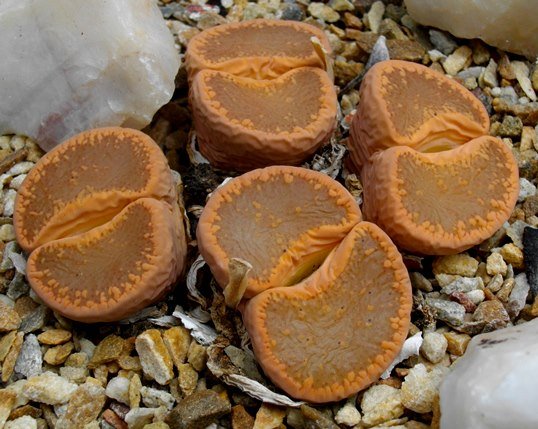 Lithops aucampiae subsp. aucampiae