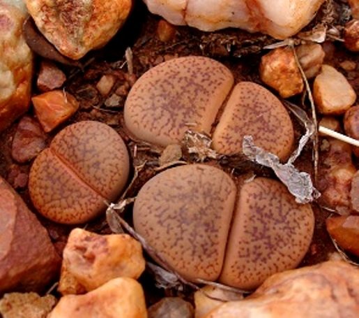 Lithops aucampiae subsp. aucampiae var. koelemanii 