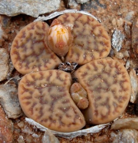 Lithops bromfieldii var. mennellii