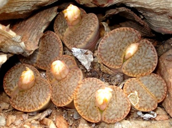 Lithops bromfieldii var. mennellii