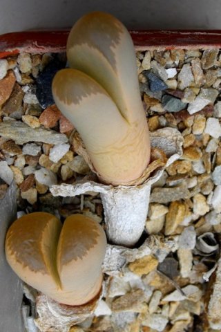 Lithops helmutii