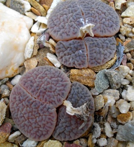 Lithops hookeri var. marginata doubtful pairs
